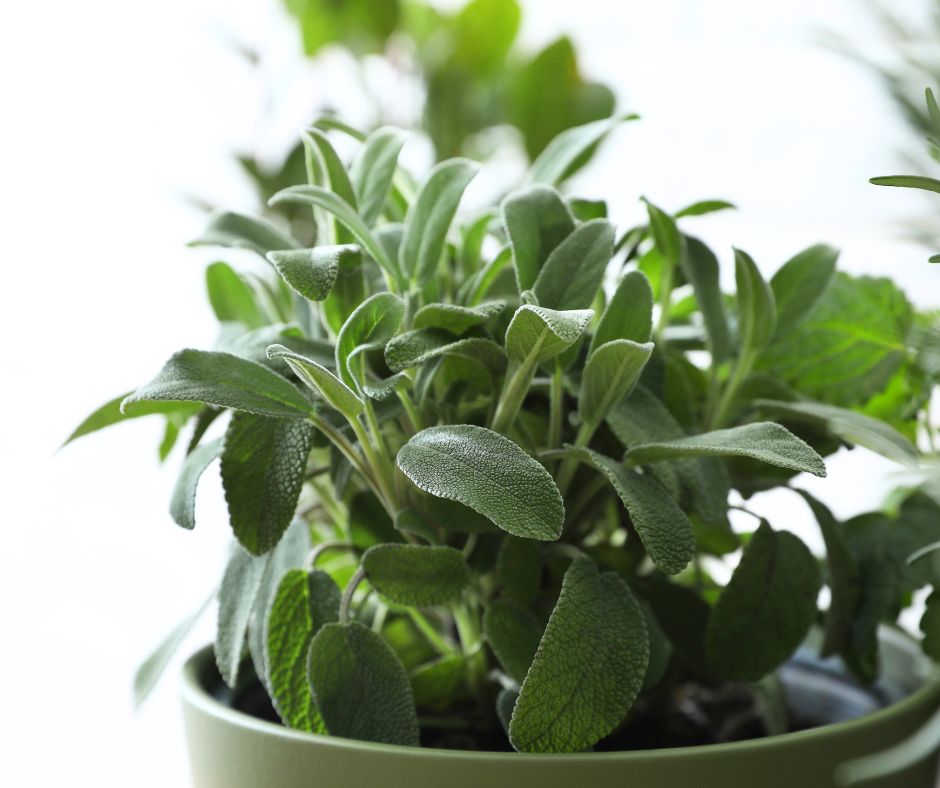 A sage plant growing in a pot.