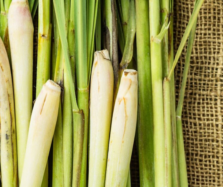 A bunch of harvested lemongrass shoots.