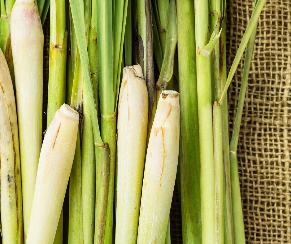 A bunch of harvested lemongrass shoots.