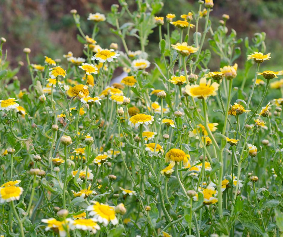 Chrysanthemum plants flowering in a garden