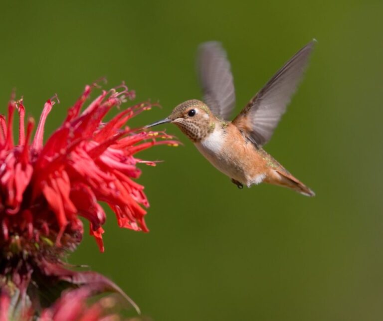 A humming bird visiting a red bee balm flower.