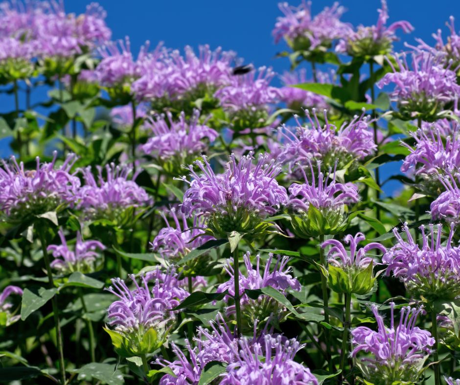 Purple flowering bee balm in the garden.