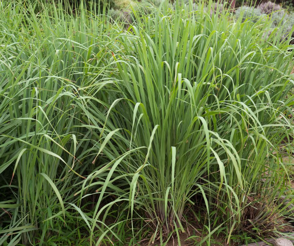 A patch of lemongrass plants growing in the garden.