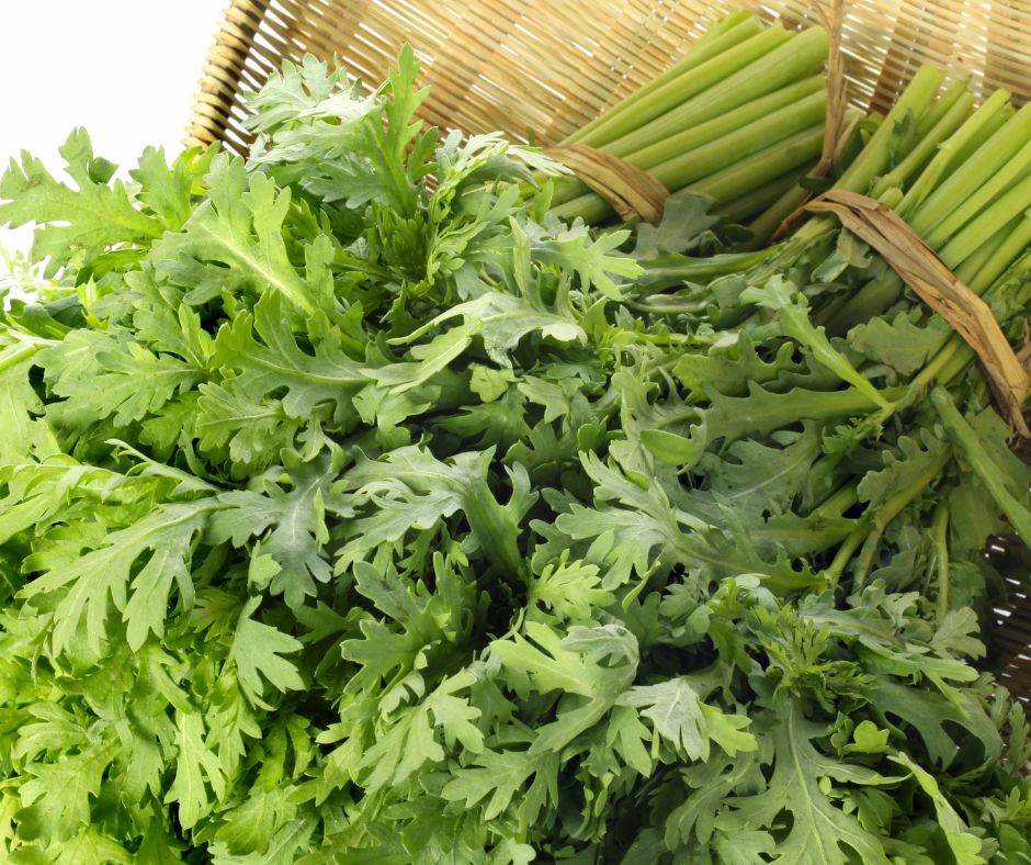 Fresh picked chrysanthemum also known as shungiku greens bundled on a basket.