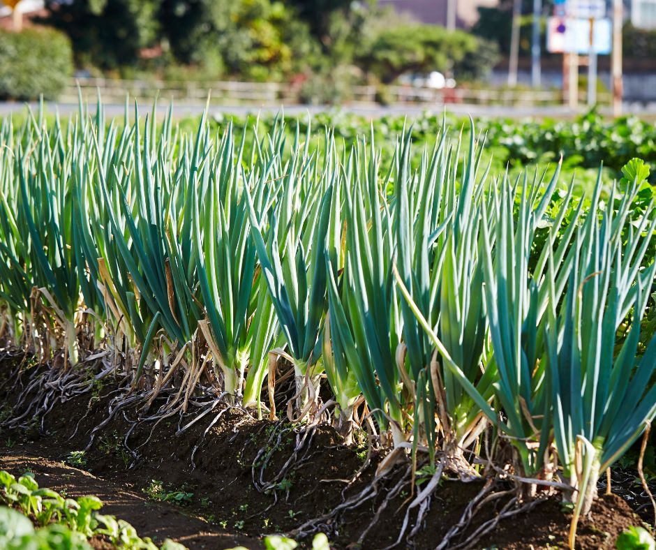 A row of onions, a member of the Allium family growing in a garden.