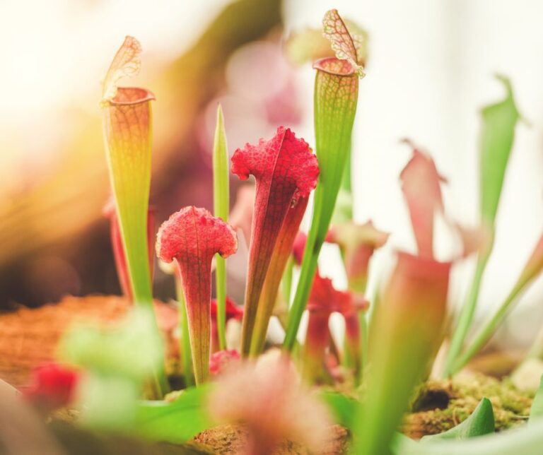 Slender green, red, and white pitcher plants.