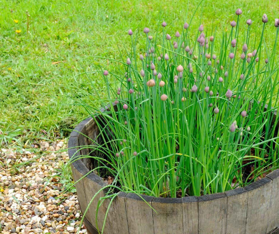 Chives growing in a half barrel garden contianer.