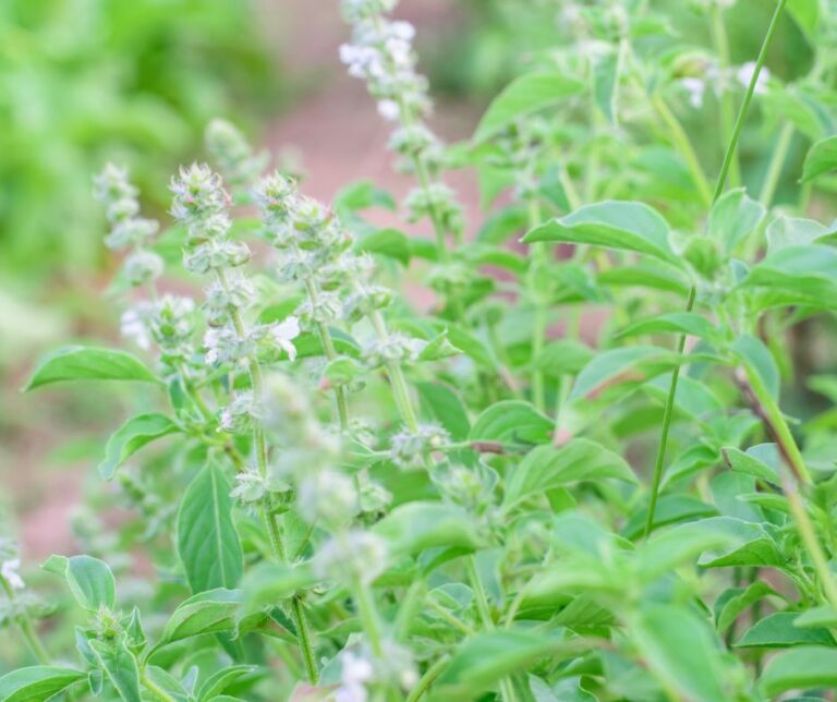 Lamon basil flowering in a garden.