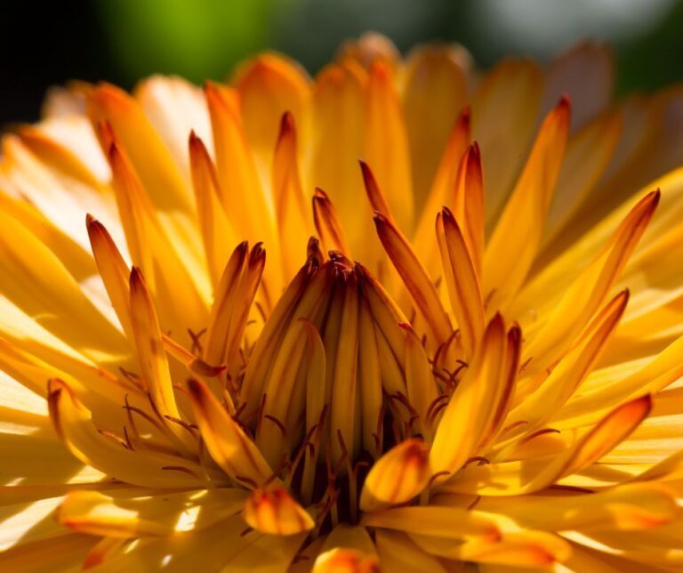 Detail of orange calendula petals on an open flower.