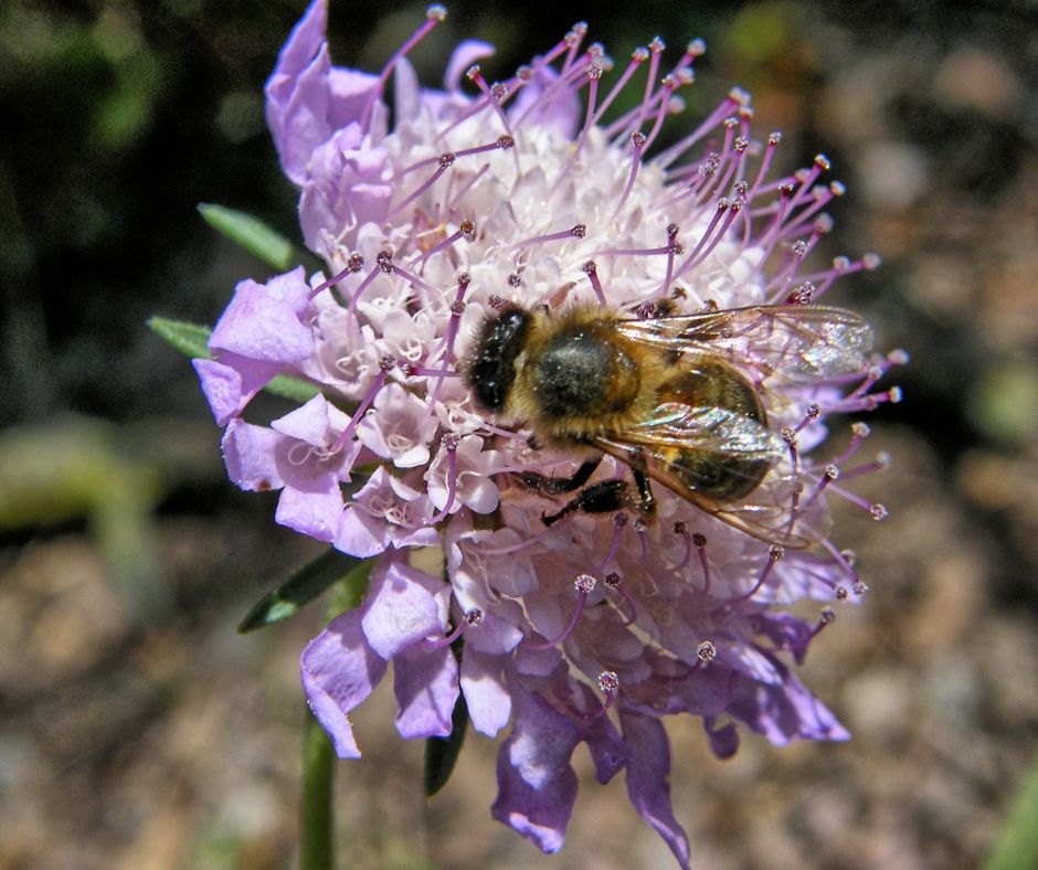 A honey bee exploring a pink flower for food.