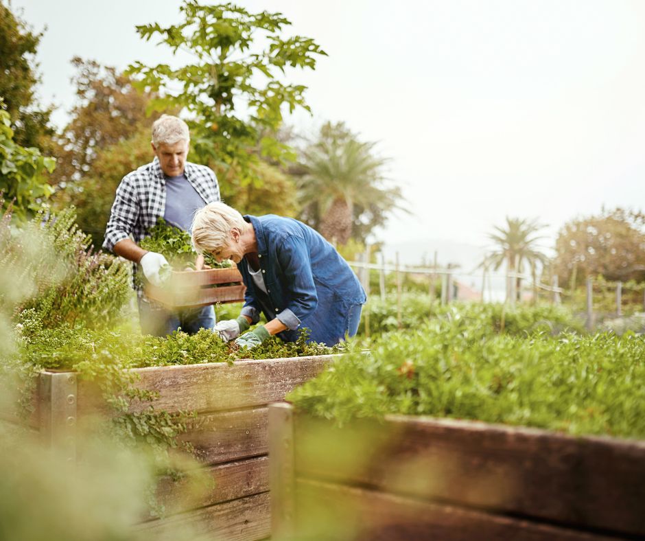 A senior man and women tending to raised garden beds.