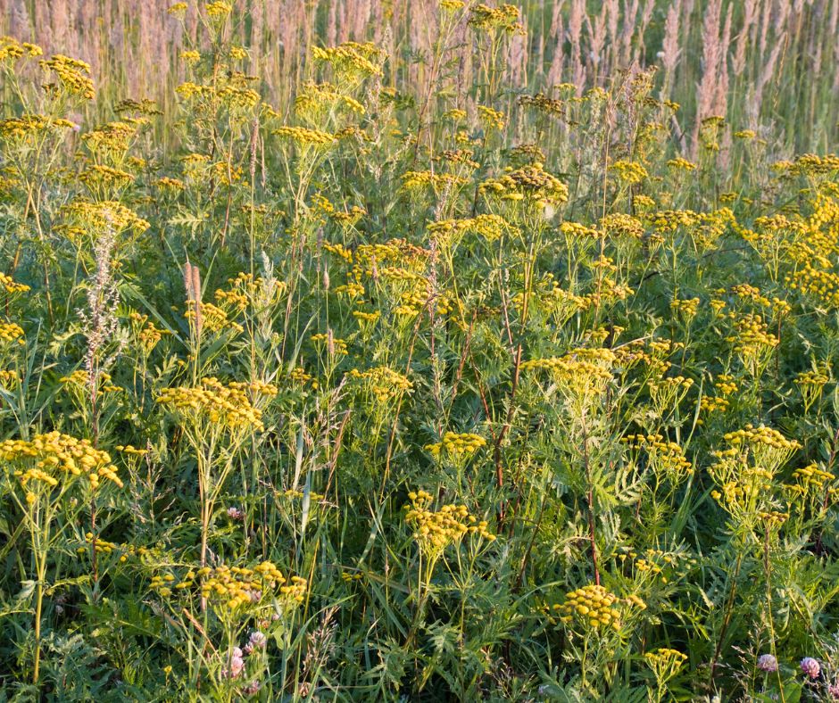 A large clump of tansy growing in the garden.