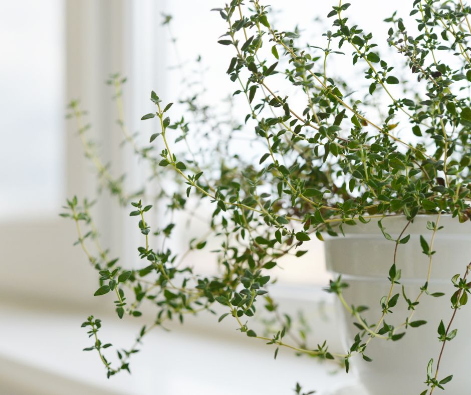 Thyme growing indoors in a white container.