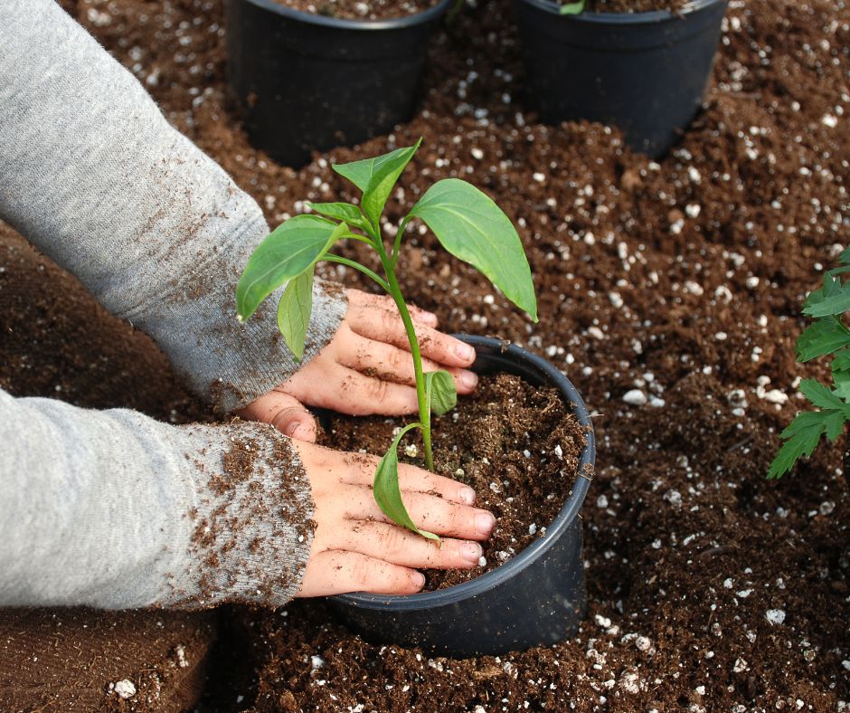 A gardener potting up seedlings in pots with a pile of home made potting soil.