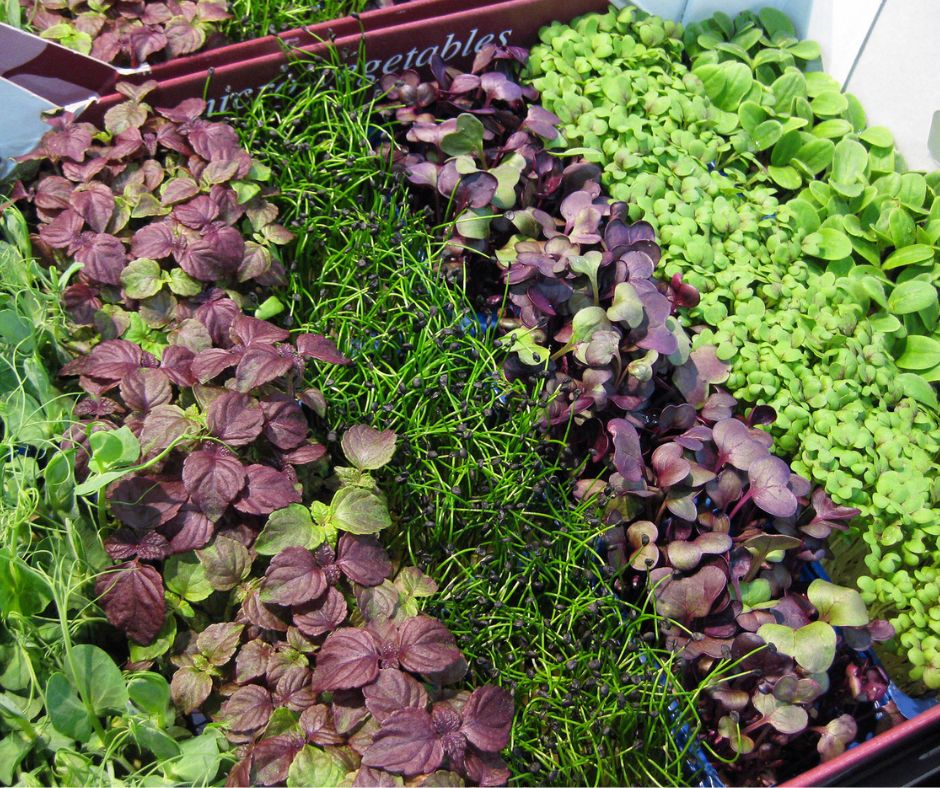 Rows of colorful microgreens growing outdoors.