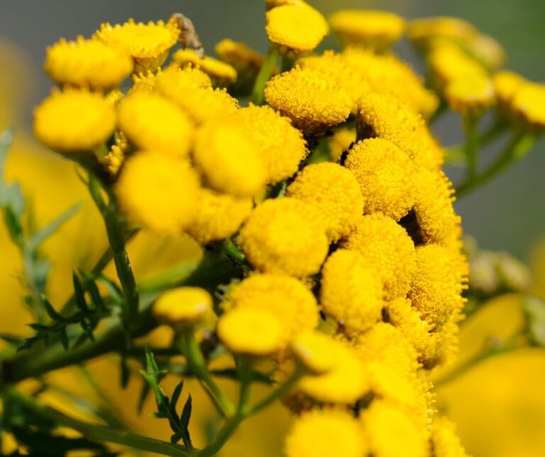 Bright yellow clusters of tansy flowers.