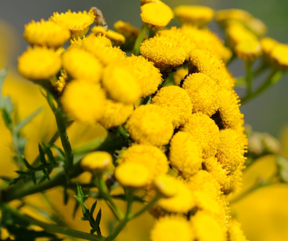 Bright yellow clusters of tansy flowers.