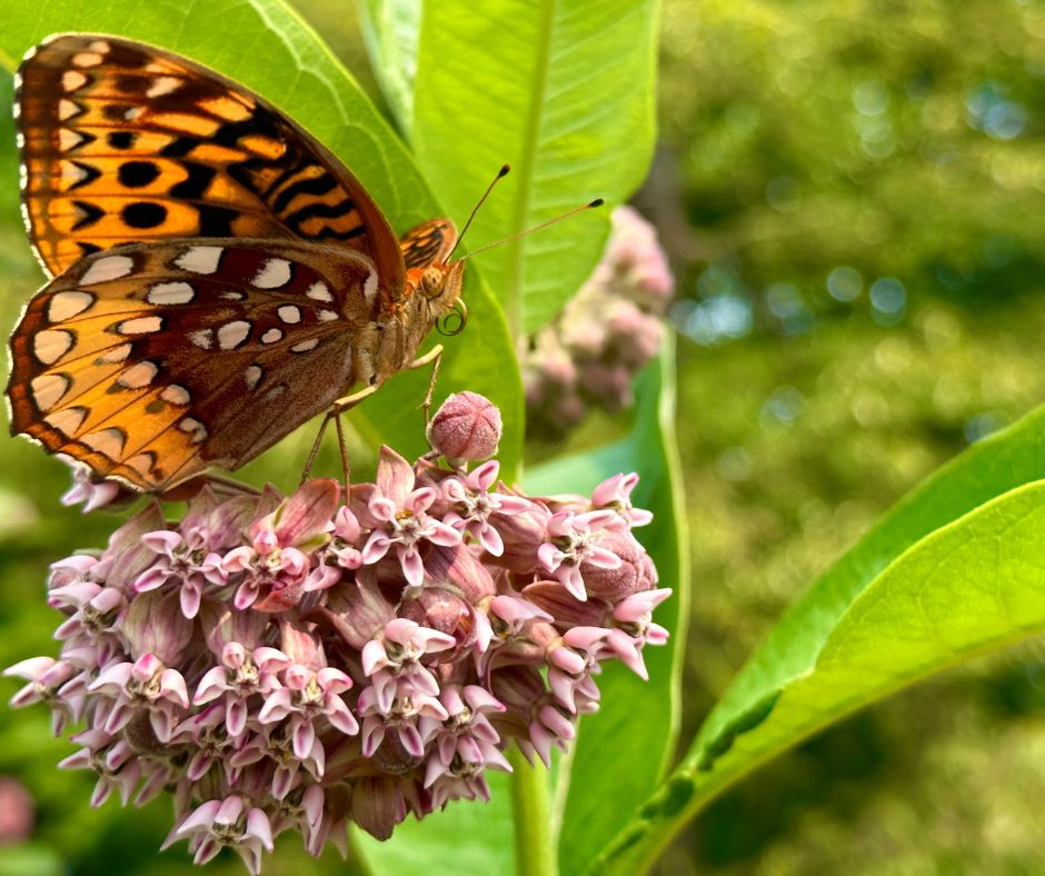 An orange butterfly on pink milkweed flowers.