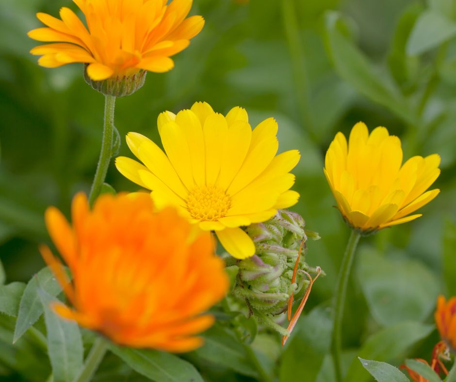 A small variety of yellow and orange blooming calendula plants.