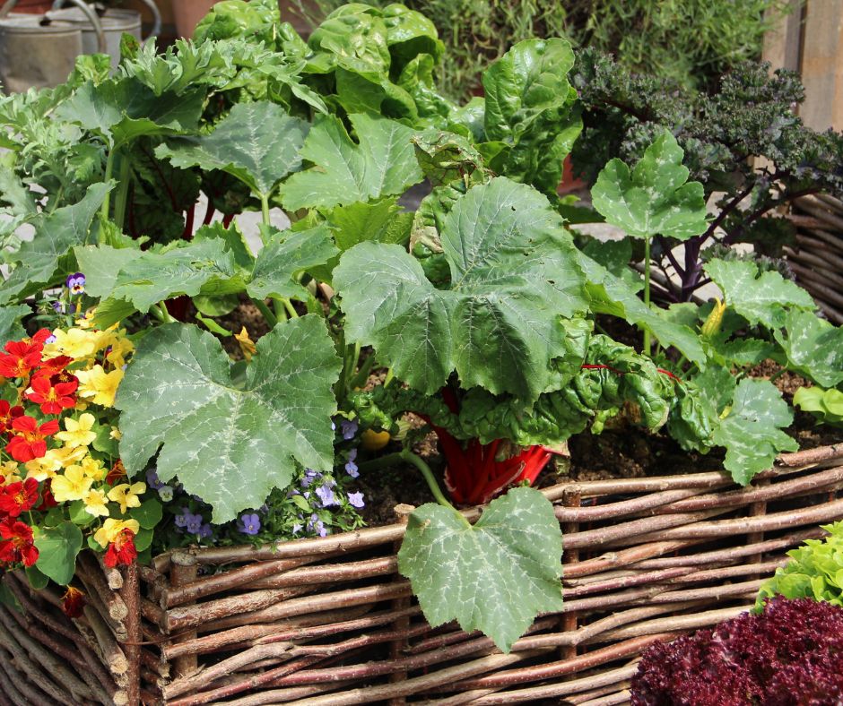 Squash and flowers growing in a raised garden bed with woven wood panels.