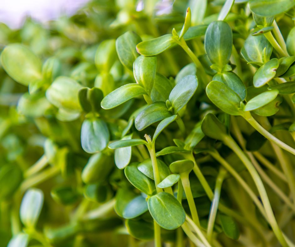 Sunflower microgreens growing outdoors.