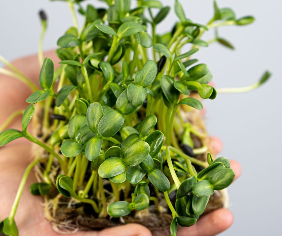 Hands holding a bunch of sunflower microgreens with the roots still attached.