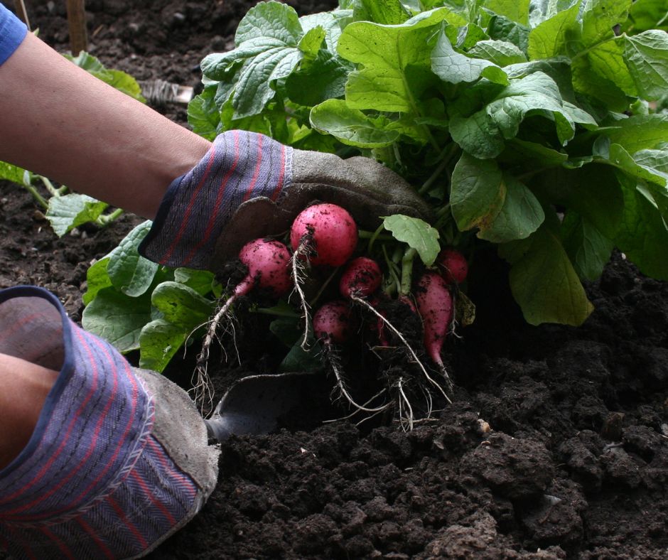 A gardener wearing glove harvesting a large bunch of radishes from a garden.