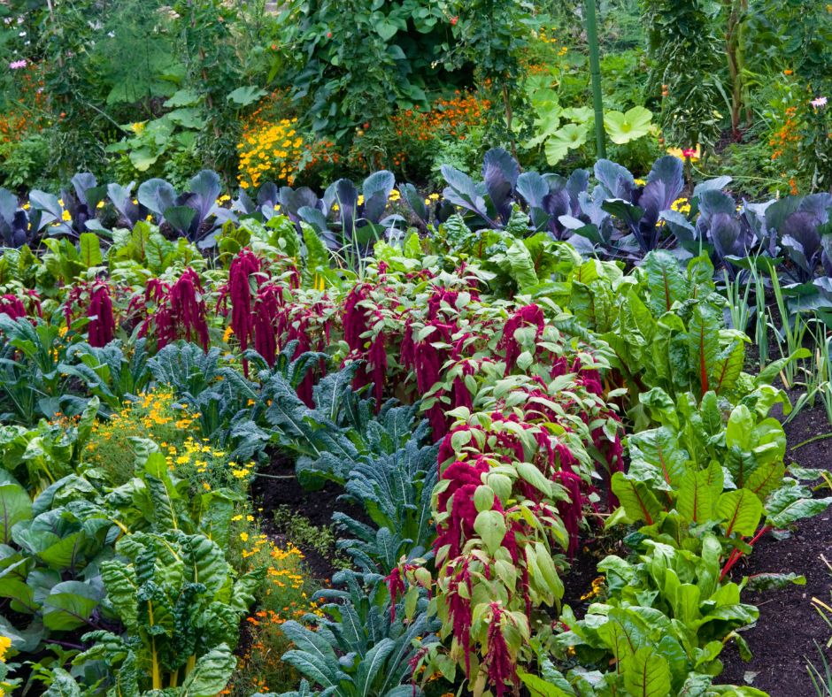 A vegetable garden with multiple curved rows of colorful vegetable plants.