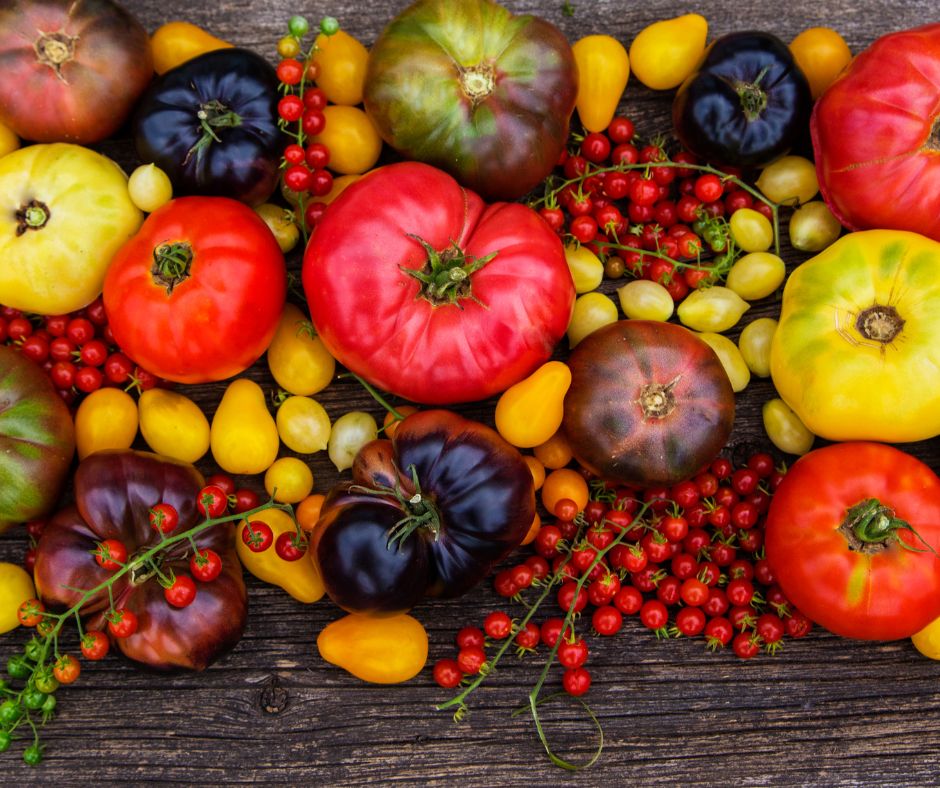 A bright assortment of heirloom tomatoes of various sizes.