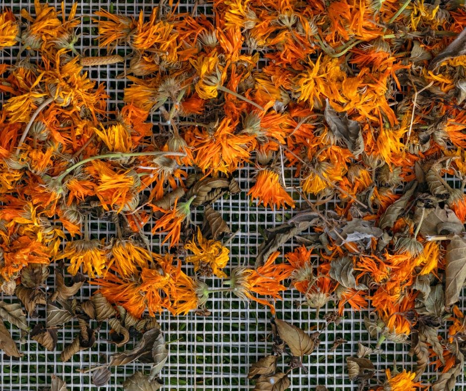 Calendula flowers drying on a wire rack.