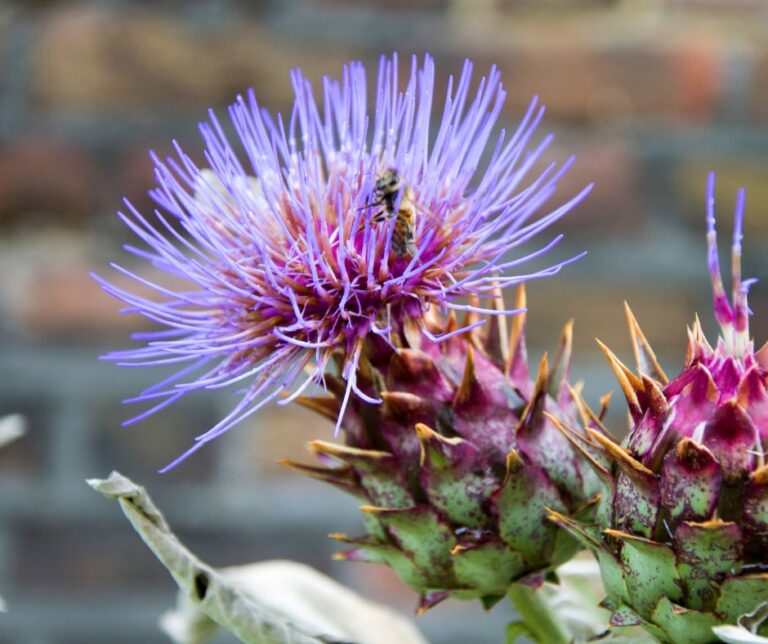 A bee on the purple flowers of cardoon a perennial vegetable.