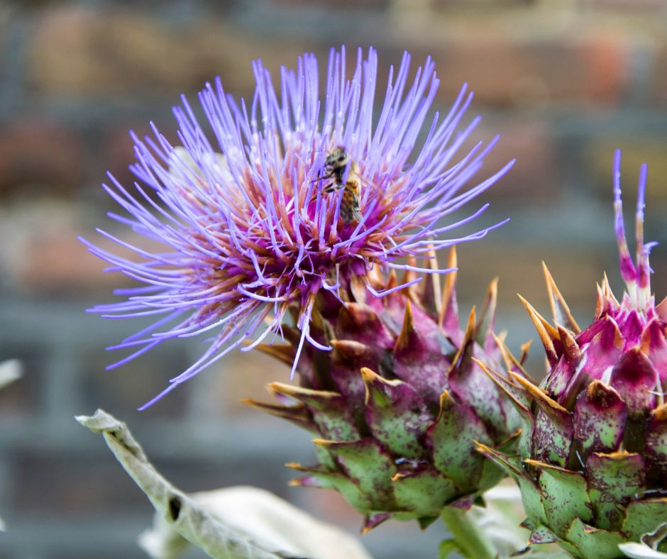 A bee on the purple flowers of cardoon a perennial vegetable.