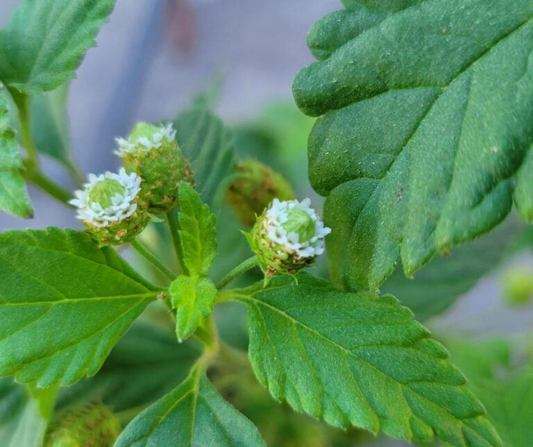 Tiny white Aztec Sweet Herb (Lippia Dulcis) flowers and green leaves.