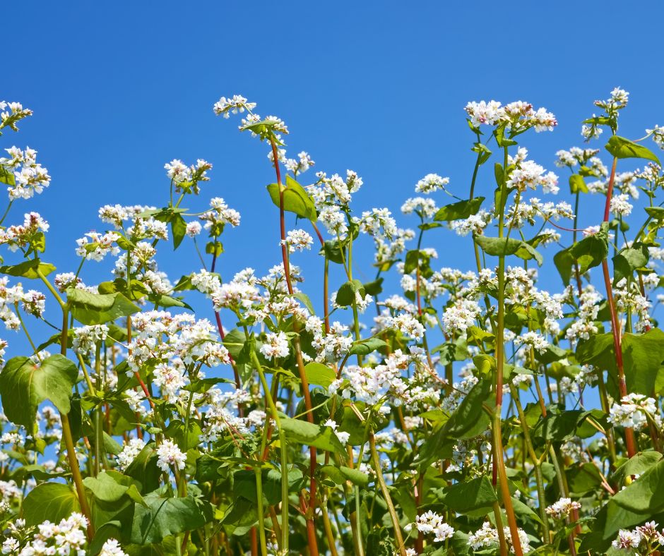 White buckwheat flowers in a cover crop garden plot.