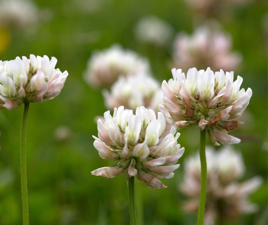 White clover flowers in a cover crop for a regenerative garden.