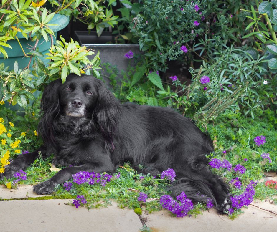 A black dog lying in a flower bed.