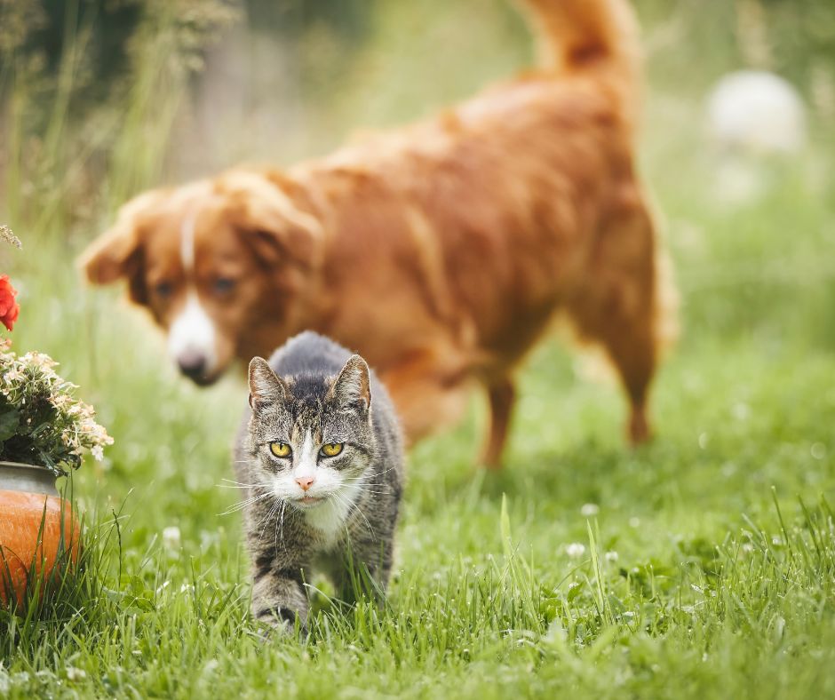 A tan dog and grey cat on a pet friendly grass pathway.