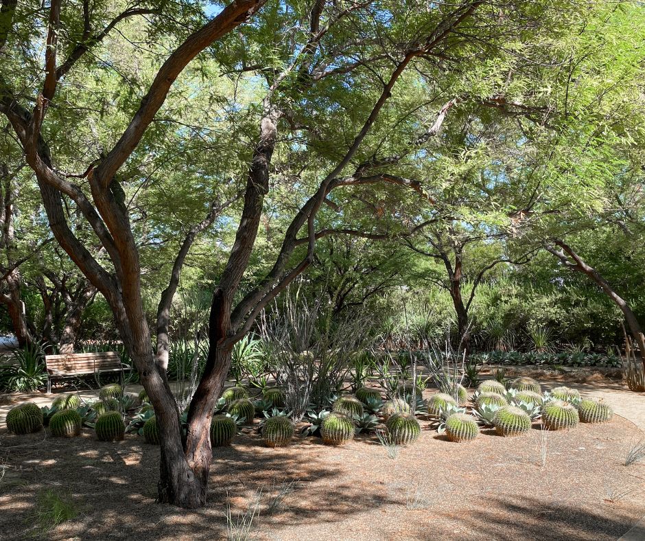 A shady desert garden full of native plants including mesquite trees and cacti.