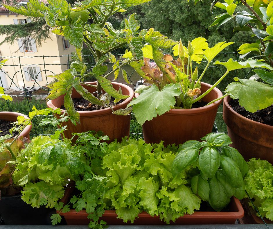 Healthy vegetable and herb plants in a balcony garden.