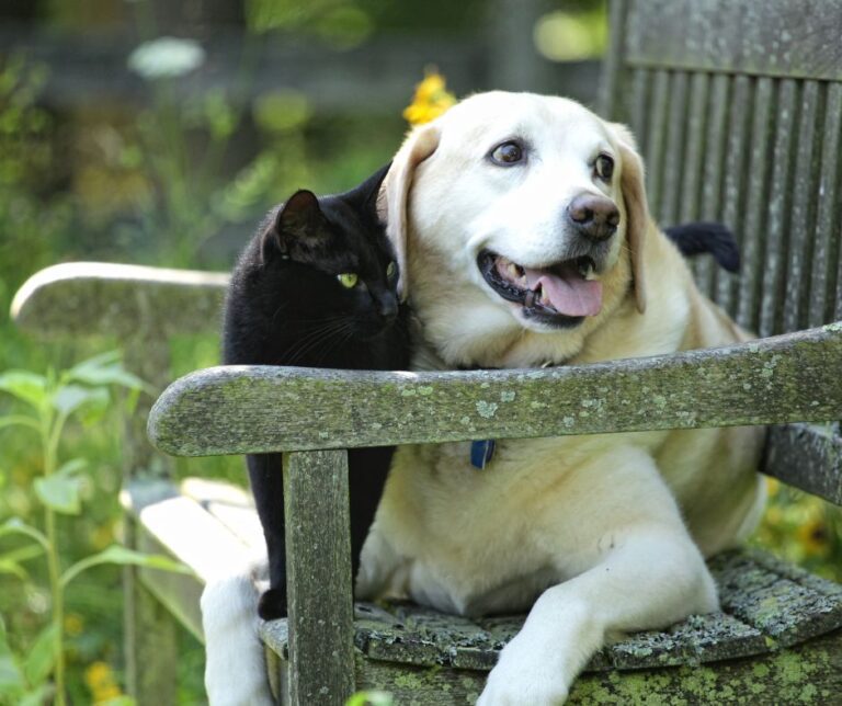 A black cat and white dog sitting on a garden bench.