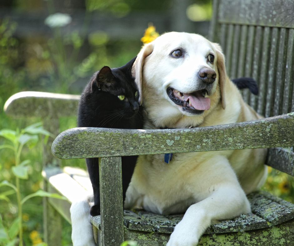 A black cat and white dog sitting on a garden bench.