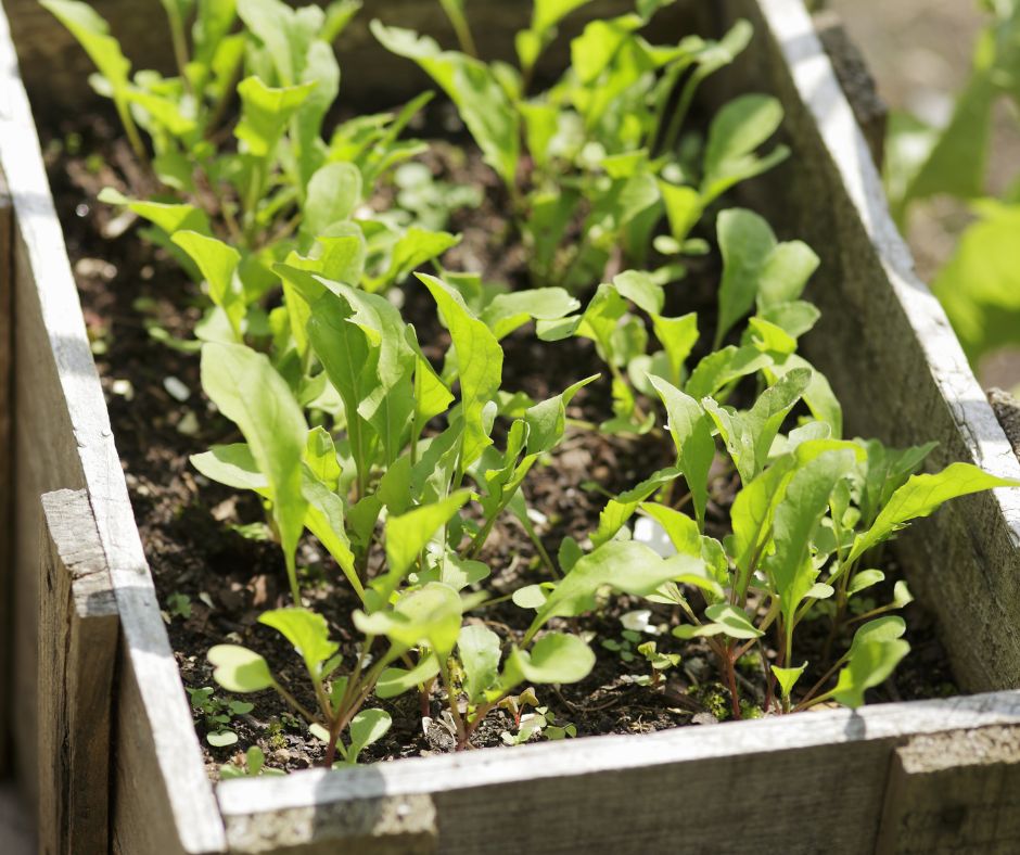 Green lettuce seedlings in a wood garden bed.