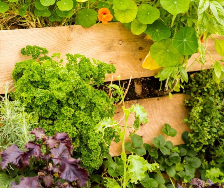 A vertical veggie garden made from wood pallets.