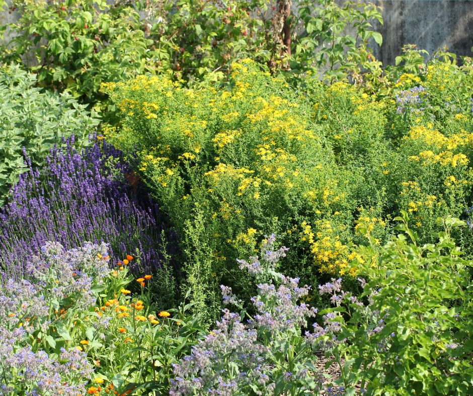 A full herbal tea garden in bloom.
