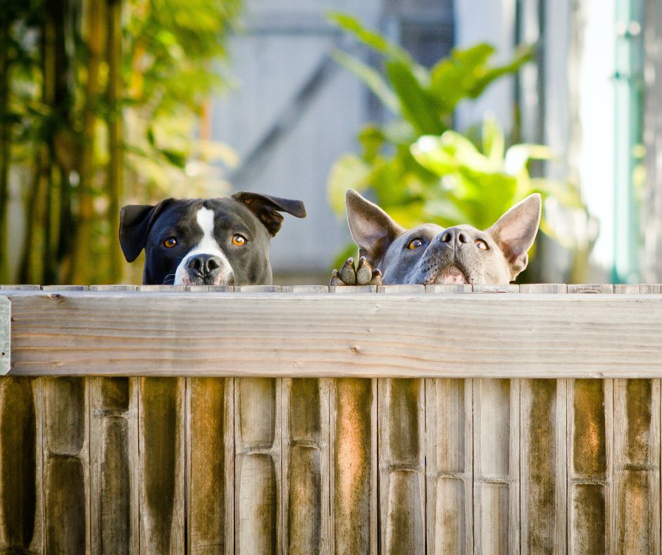 A black and white dog next to a grey dog looking over a garden fence.