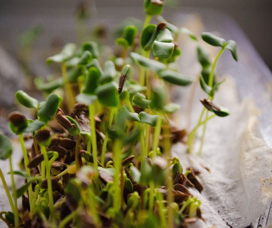 A patch of sunflower microgreens growing indoors.