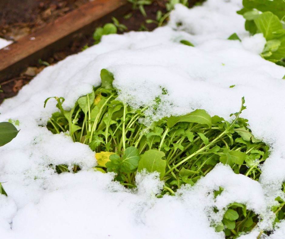 Arugula growing in snow.