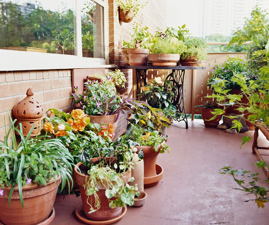 A balcony garden featuring plants in terracotta pots.
