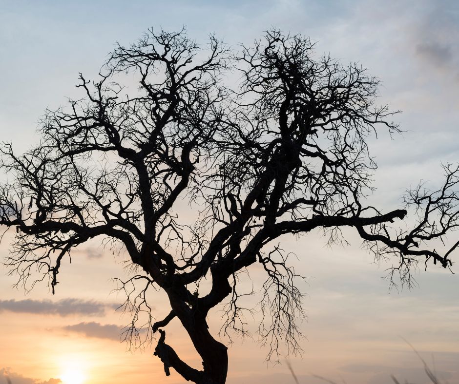 A bare fruit tree at sunset.
