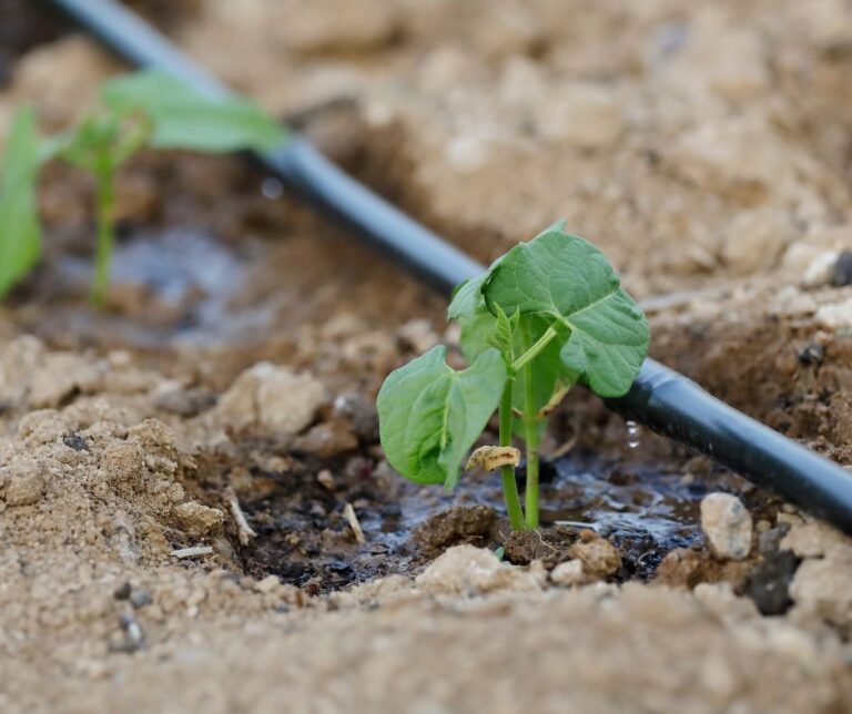 Small bean seedlings on drip irrigation in a garden.